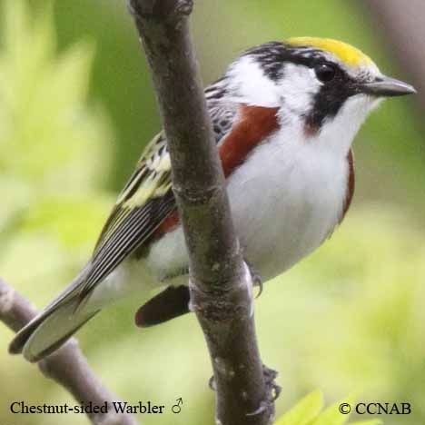 Chestnut-sided Warbler