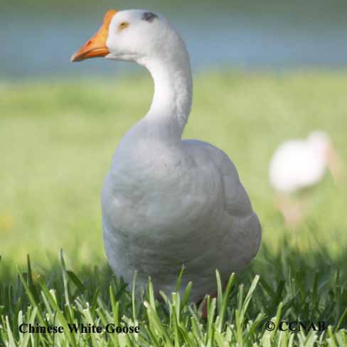 Chinese White Goose