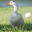 Domestic Chinese White Goose