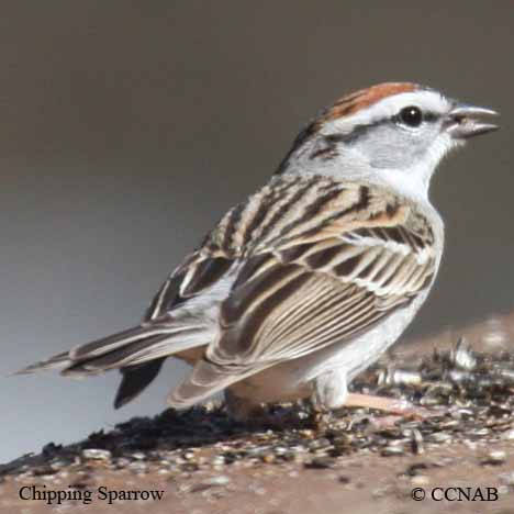 Birds of Cuba
