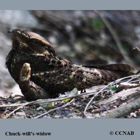 Birds of Cuba