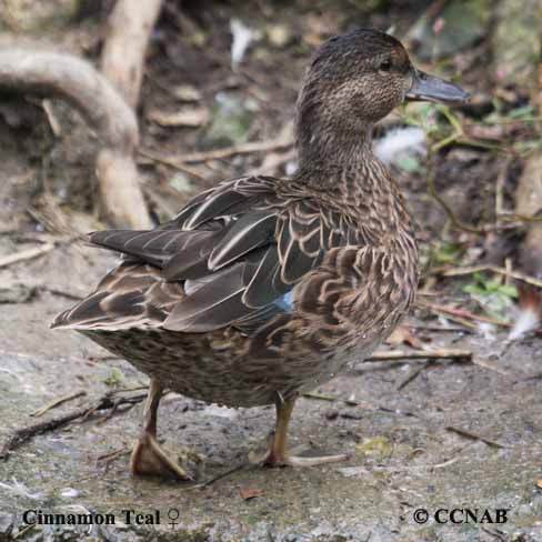 Cinnamon Teal