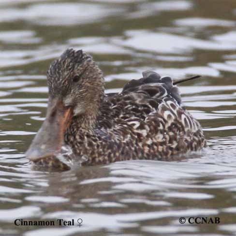 Cinnamon Teal