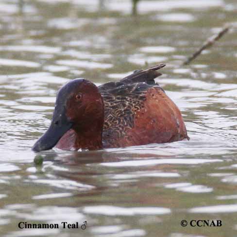 Cinnamon Teal