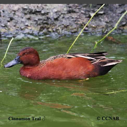 Birds of Cuba