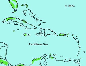 Cinnamon Teal range map