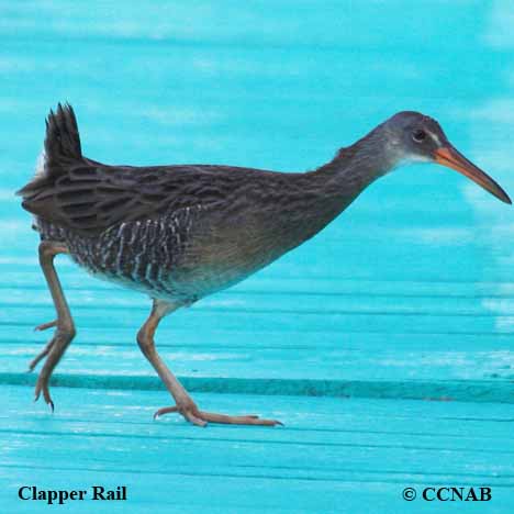 Clapper Rail