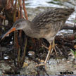 Clapper Rail