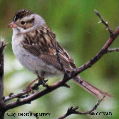 Birds of North America