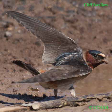 Cliff Swallow