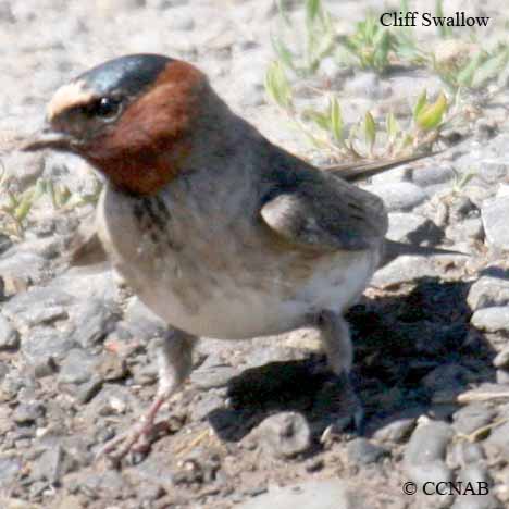 Birds of North America