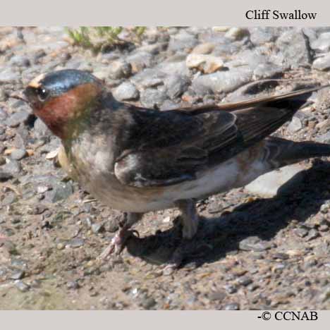 Cliff Swallow