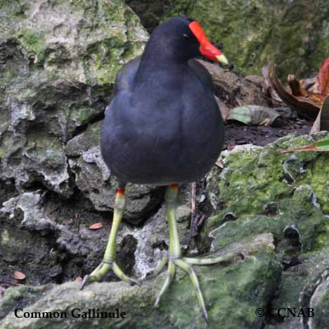 Common Gallinule