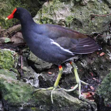 Birds of North America