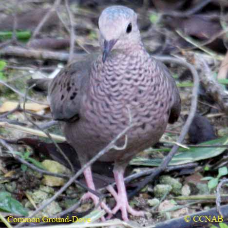 Common Ground-Dove