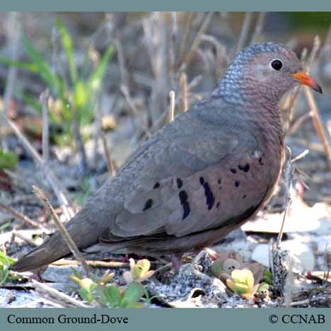 Common Ground-Dove