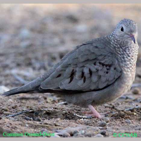 Common Ground-Dove