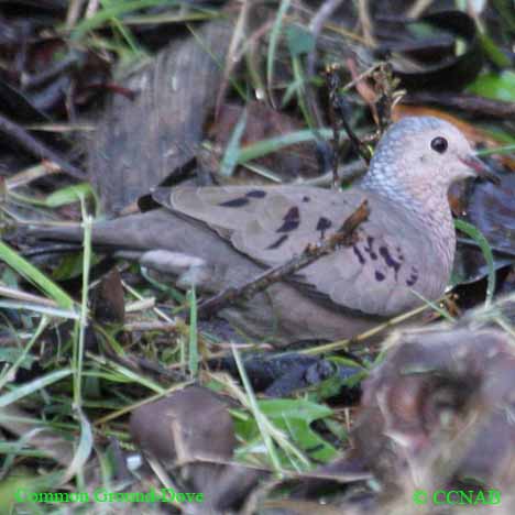 Birds of Cuba
