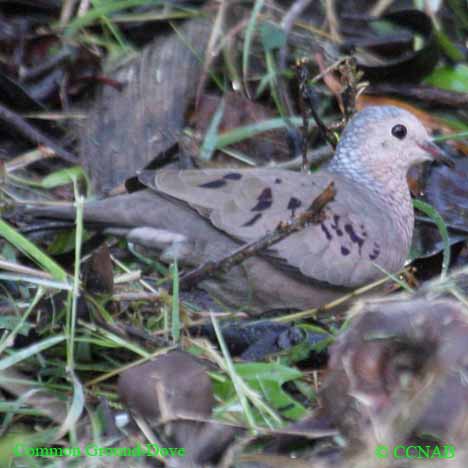 Birds of North America