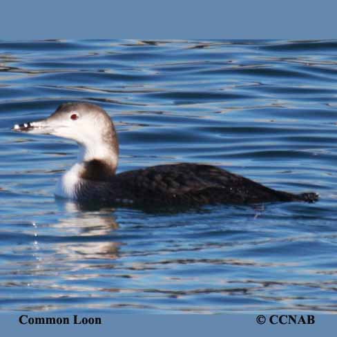 Common Loon