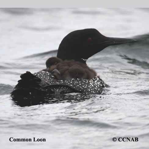 Birds of Cuba
