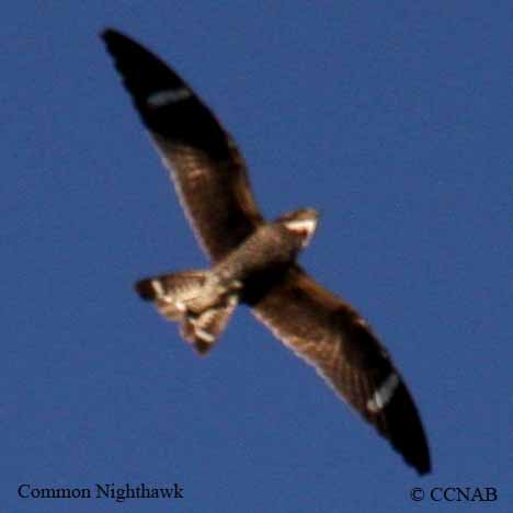 Common Nighthawk