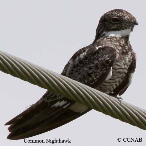 Birds of Cuba