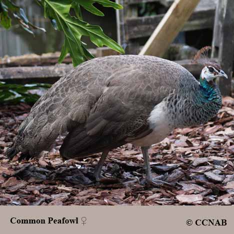 Common Peafowl