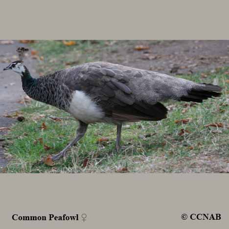 Common Peafowl