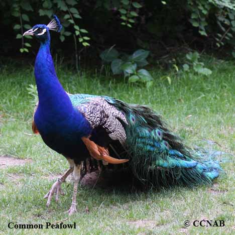 Common Peafowl