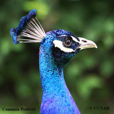 Birds of Cuba