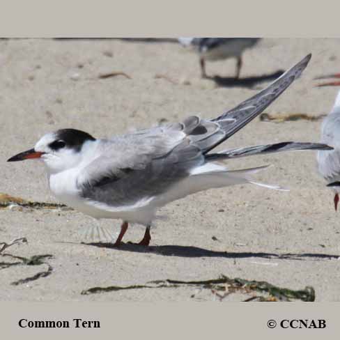 Birds of North America