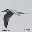 Common Tern