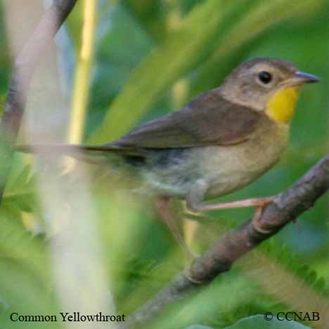 Common Yellowthroat