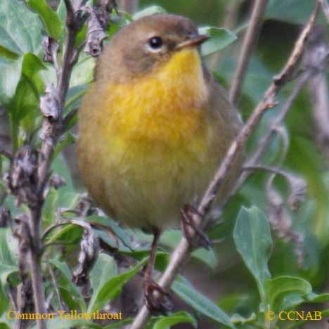 Common Yellowthroat