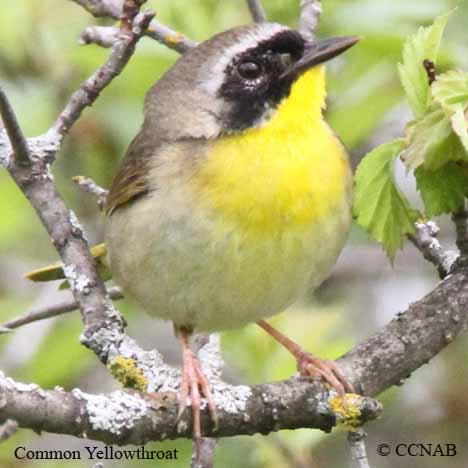 Common Yellowthroat