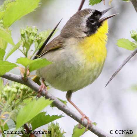 Common Yellowthroat