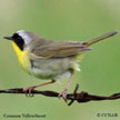 Yellowthroat