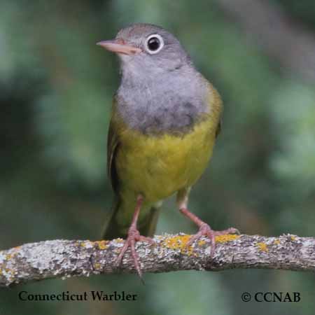 Connecticut Warbler