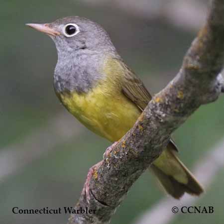 Connecticut Warbler