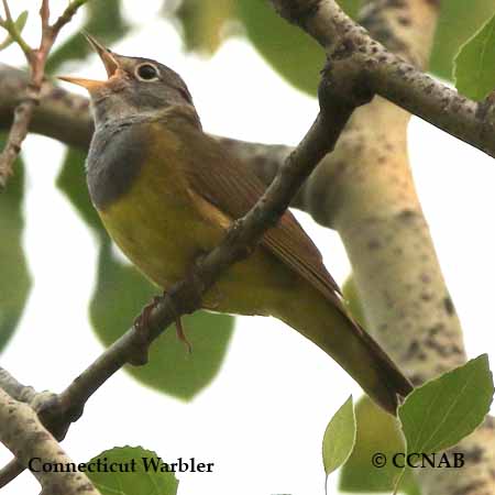 Connecticut Warbler