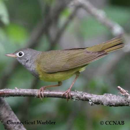 Birds of Cuba