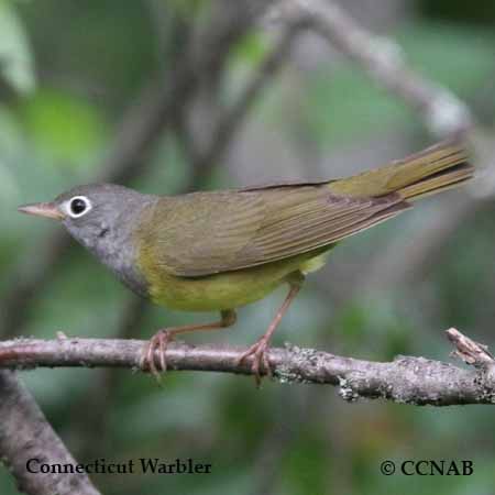 Birds of North America