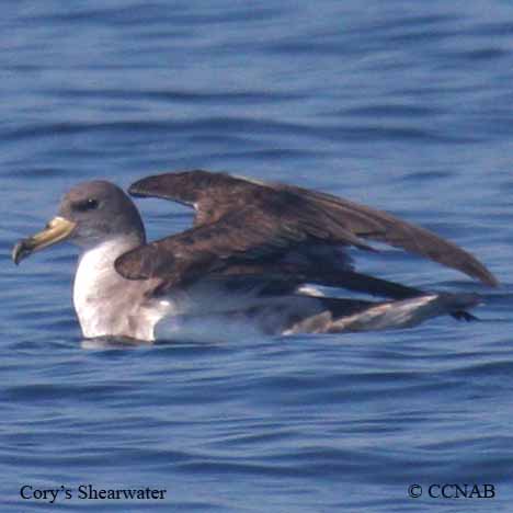 Cory's Shearwater