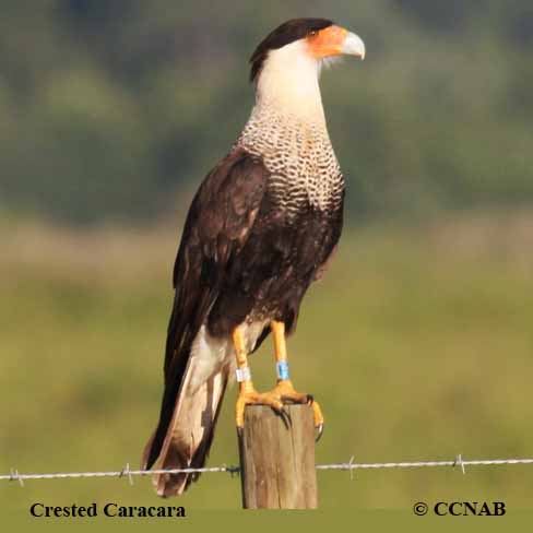 Birds of Cuba