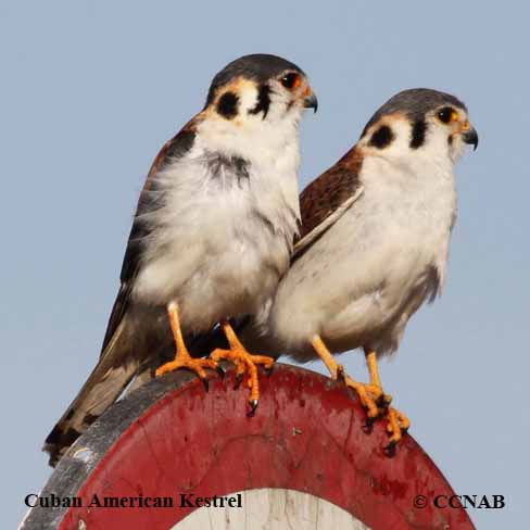 Cuban American Kestrel