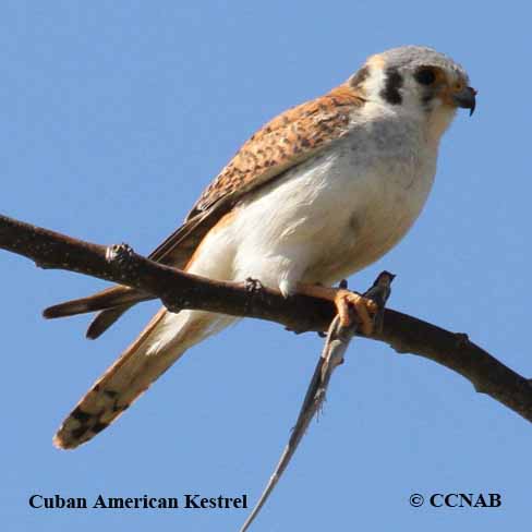 Cuban American Kestrel