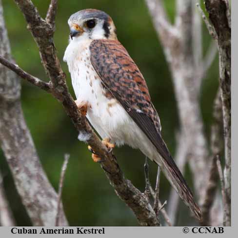 Birds of Cuba