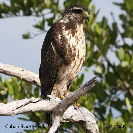 Birds of North America