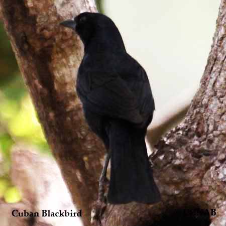 Cuban Blackbird